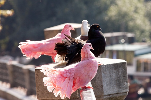 控球与传球 控球与传球