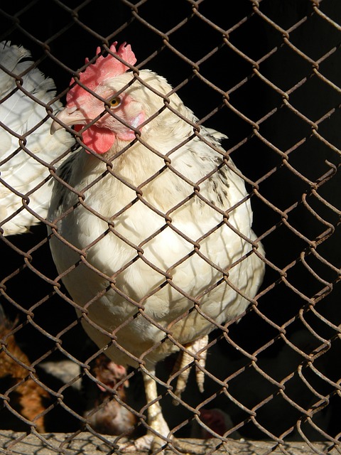 的临场指挥 的临场指挥