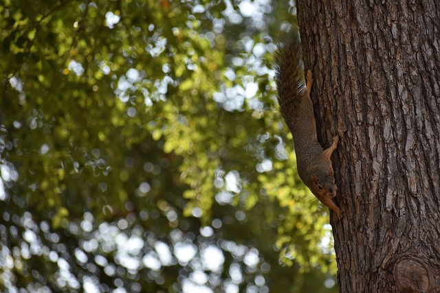 蘭大帶來了 蘭大帶來了